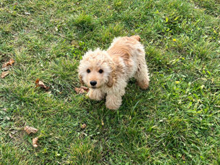 Cocker spaniel foto 2