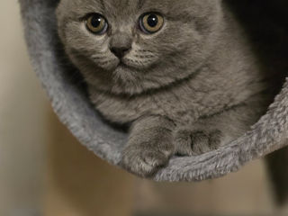 Vind pisici British Shorthair(Sunt disponibile  2 femele) foto 3