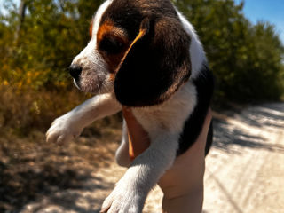 Beagle foto 2