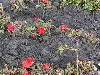 Trandafiri,Розы. foto 3