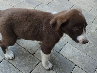 Câine de vânzare foto 1