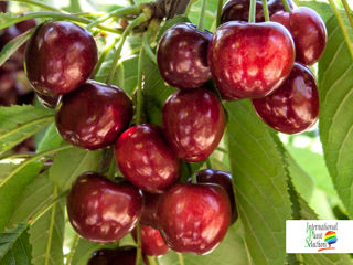 Саженцы фруктовых деревьев / Puieți fructiferi foto 4