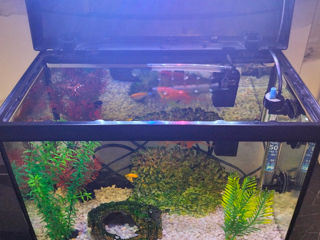 Acvarium cu pesti foto 0