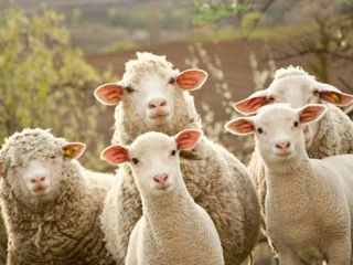 Овцы и егнята foto 3