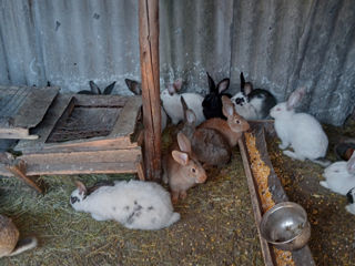 Продам кроликов разных большие маленькие средние foto 2