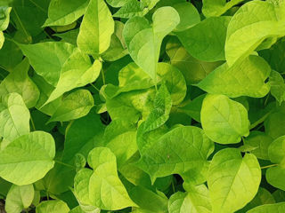 Catalpa foto 5