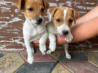 Cățelușe Jack Russel Terrier foto 2