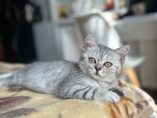 British shorthair chinchila foto 6