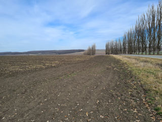 Vand 25 ha teren agricol r-n.Donduseni. foto 2