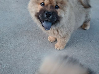 Căței de rasă Chow Chow