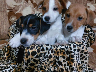 Jack Russell. foto 1