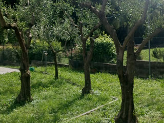 Vind copaci de oliva (măsline)