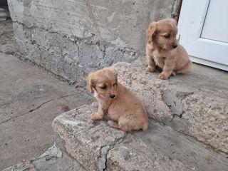 Cățeluș de chocer Spaniel foto 3