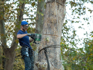 Defrisarea copacelor la inaltime.Alpinist.Moldova.Распиловка cложных деревьев!Альпинист! foto 8