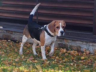 Vind femela rasă Beagle