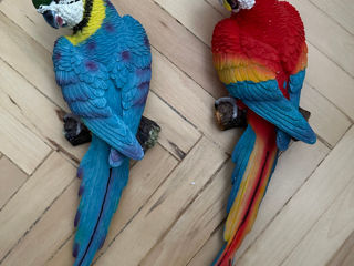 Декоративные попугаи