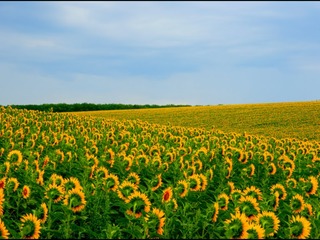 Teren Agricol 65 ha cu floarea soarelui 15 km de la Chisinau foto 1
