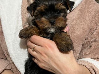 Yorkshire terrier la vânzare/ Йоркширский терьер на продажу foto 3