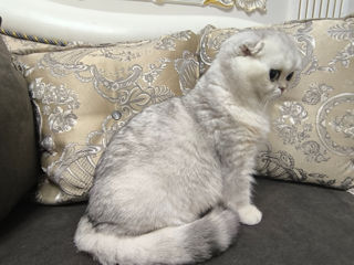 Scottish fold foto 6