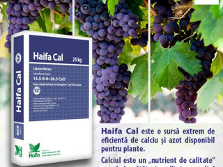 Haifa Cal GG / Nitrat De Calciu / Haifa Chemicals Ltd. foto 2