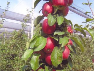 SYNERGIL fertilizant bio pentru fructe și legume frumoase și sănătoase foto 3