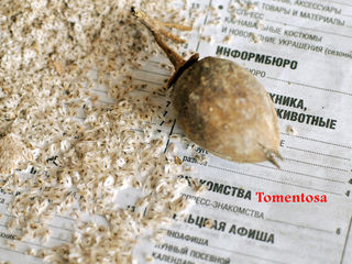 Paulownia Tomentosa: seminte - ieftin! foto 9