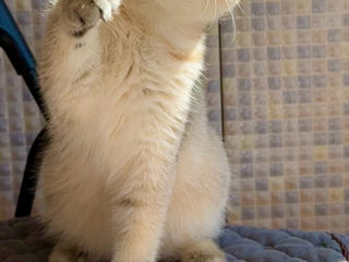 British Shorthair Golden Shaded