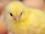 Суточные домашние цыплята пo доступной ценe! foto 1
