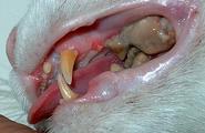 Ультрозвуковая чистка зубов животным foto 5