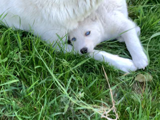 Husky albinos (ochi albaștri) foto 2