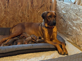 Pui Rhodesian Ridgeback de vânzare foto 0