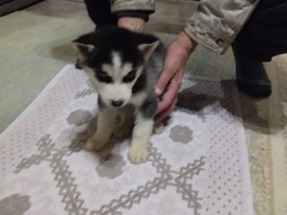 Căței Husky foto 3