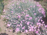 Flori  de  gradina  irisi,cala;yuka,garoafe,vie decorativa,diverse  100lei foto 2