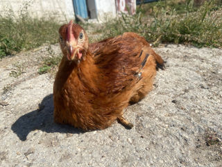 Pui Ungurești Carne-Ouă foto 3