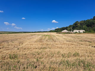 Pămînt arabil chear lingă pădure! Aproape de drumul național! 3Hectare și 2 ari! foto 2