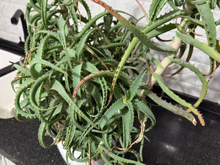 Vand floare de aloe vera foto 2