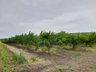 Vind livada de prune 15 ha , in Aneni Noi .Сорта Питештян и Станлей. foto 5