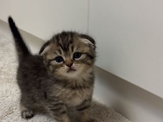 Scottish Fold foto 5