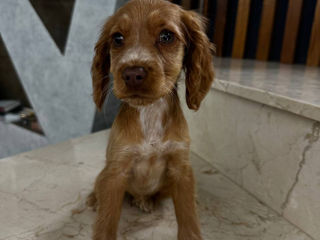 Coker Spaniel puppy