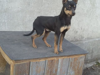 Vind catei rasa Toy Terrier foto 1