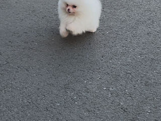 câine pomeranian foto 2