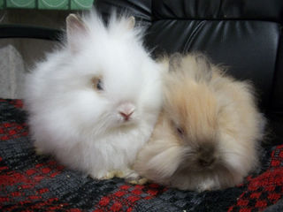 Кролики карликовые foto 4