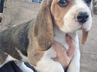 Catelusa beagle tricolor rasa pura foto 2