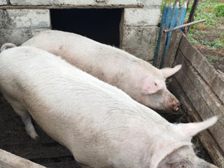 De vânzare 2 porci ,un porc cantareste aproximativ 150kg foto 2