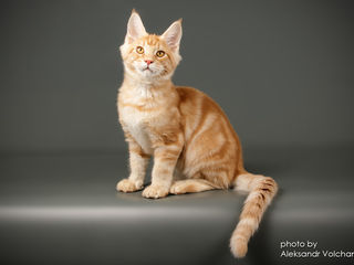 Котенок мейн-кун Dexter ждет свою любящую семью foto 4
