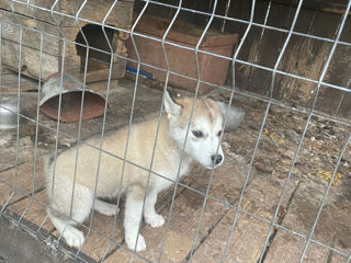 Mascul husky și pui femela husky