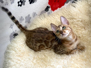 Bengal kittens.