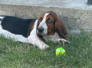 Câine urgent basset hound