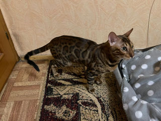 Motanas bengal ,7luni foto 2