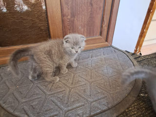 Scottish Fold 2luni foto 5